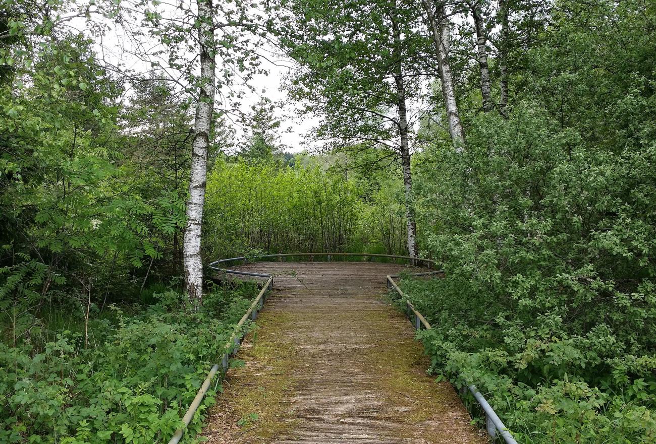 Die Moore von Isny: Wandern zwischen Himmel und weichem Grund