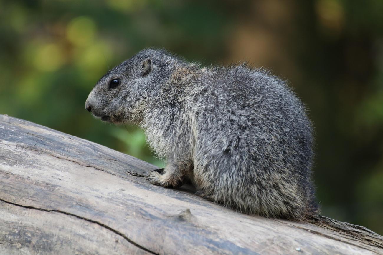 Safari auf Allgäuerisch: Wo du Steinböcke, Murmeltiere und Steinadler beobachten kannst