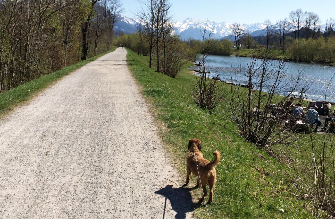 Hunde-Reiseführer fürs Allgäu: Schnüffeln zwischen Gipfelkreuz und Kuhfladen