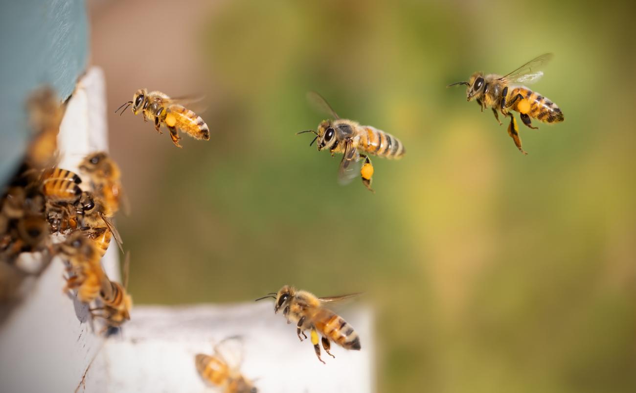 Wächter der Bienen: Allgäuer Imkereien für Führungen und Direktkauf