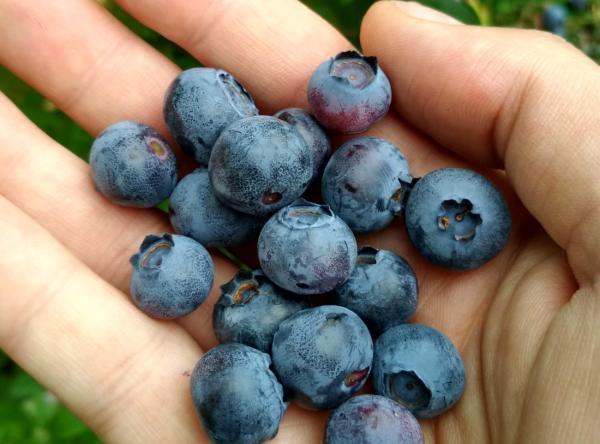 Heidelbeer-Glück im Allgäu: Auf der Suche nach dem 