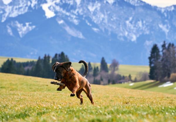 Wo dein Hund König ist: Die besten Hotels, in denen auch Vierbeiner willkommen sind