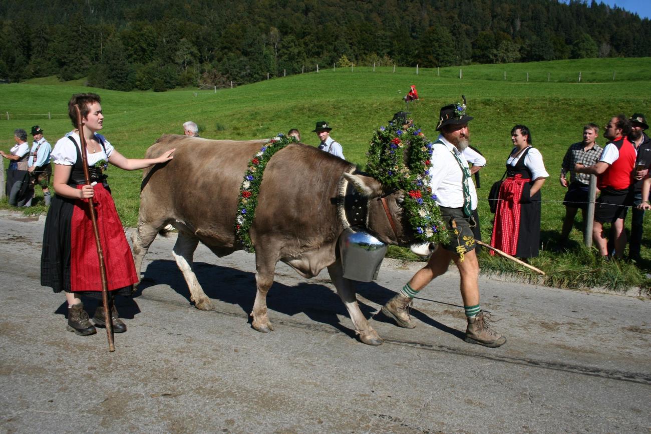 Der Viehscheid  im Oberallgäu: Wo der Almabtrieb zum Volksfest wird