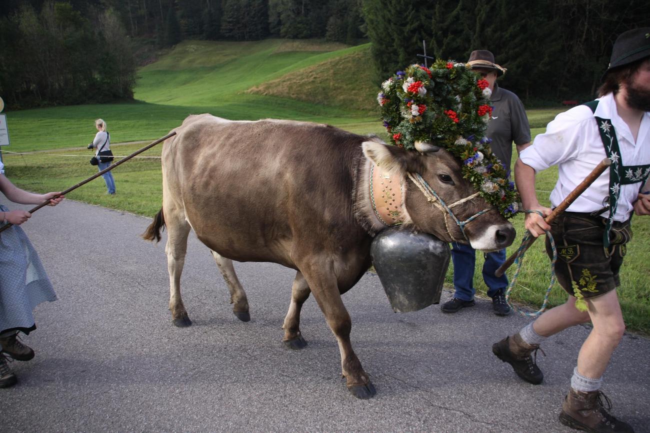 Der Viehscheid  im Oberallgäu: Wo der Almabtrieb zum Volksfest wird